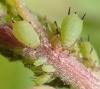 Aphis pomi